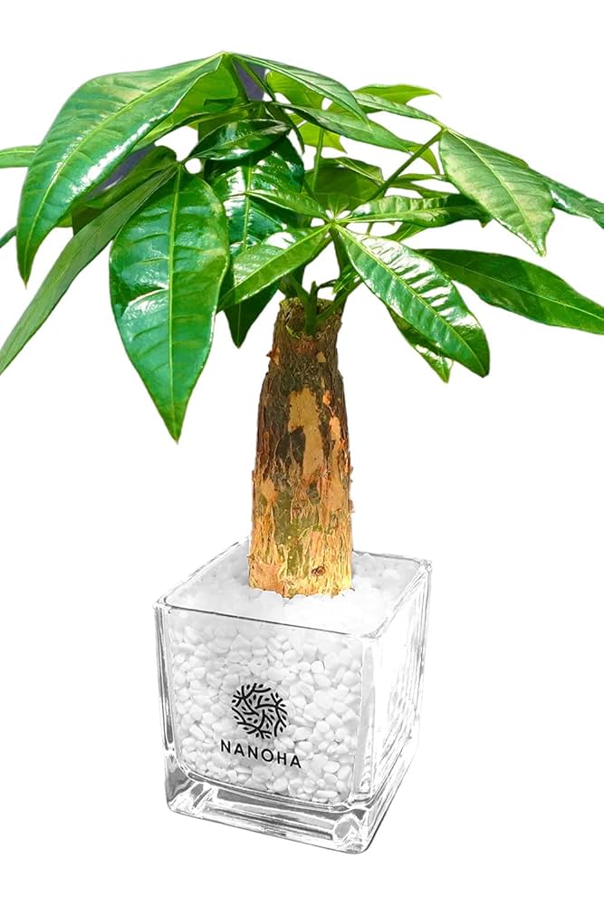 その他観葉植物 Nao 観葉植物 シマトネリコ 8号 エコストーンGray 付き | 観葉植物